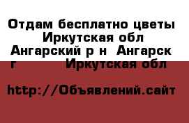 Отдам бесплатно цветы. - Иркутская обл., Ангарский р-н, Ангарск г.  »    . Иркутская обл.